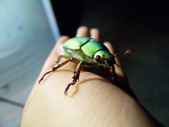 Chrysina beyeri