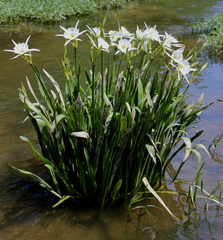 Hymenocallis coronaria