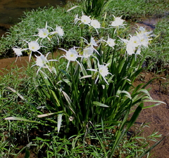 Hymenocallis coronaria