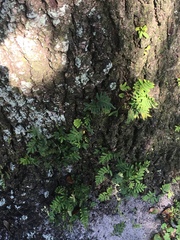 Pleopeltis michauxiana