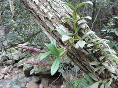 Bulbophyllum scaberulum scaberulum