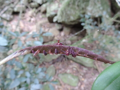 Bulbophyllum scaberulum scaberulum