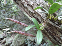 Bulbophyllum scaberulum scaberulum