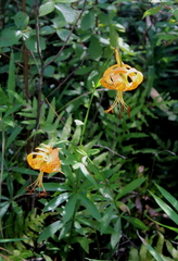 Lilium iridollae
