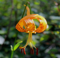 Lilium iridollae