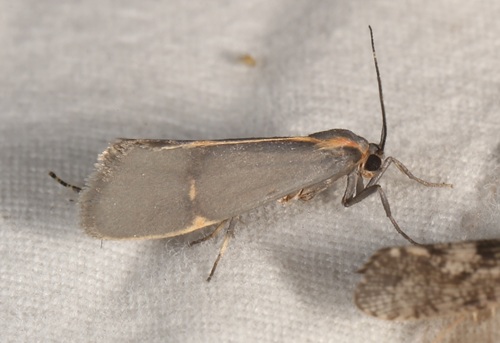 Barnes' Lichen Moth photo 5