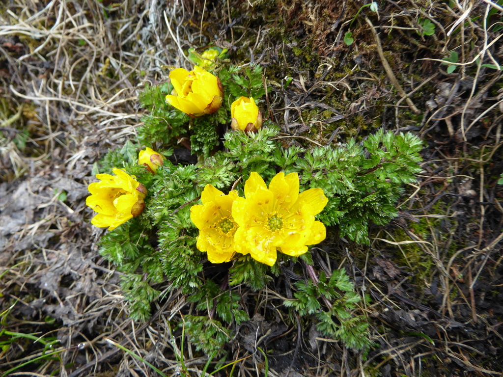 Adonis nepalensis