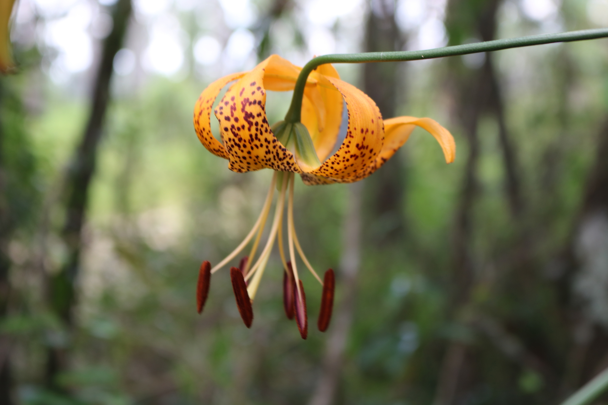 Lilium iridollae