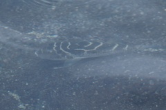 Sphoeroides annulatus