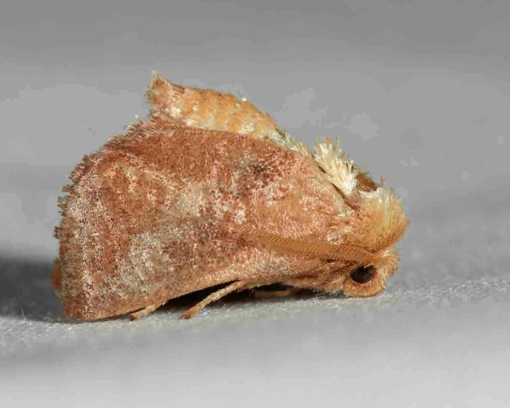 Crowned Slug Moth