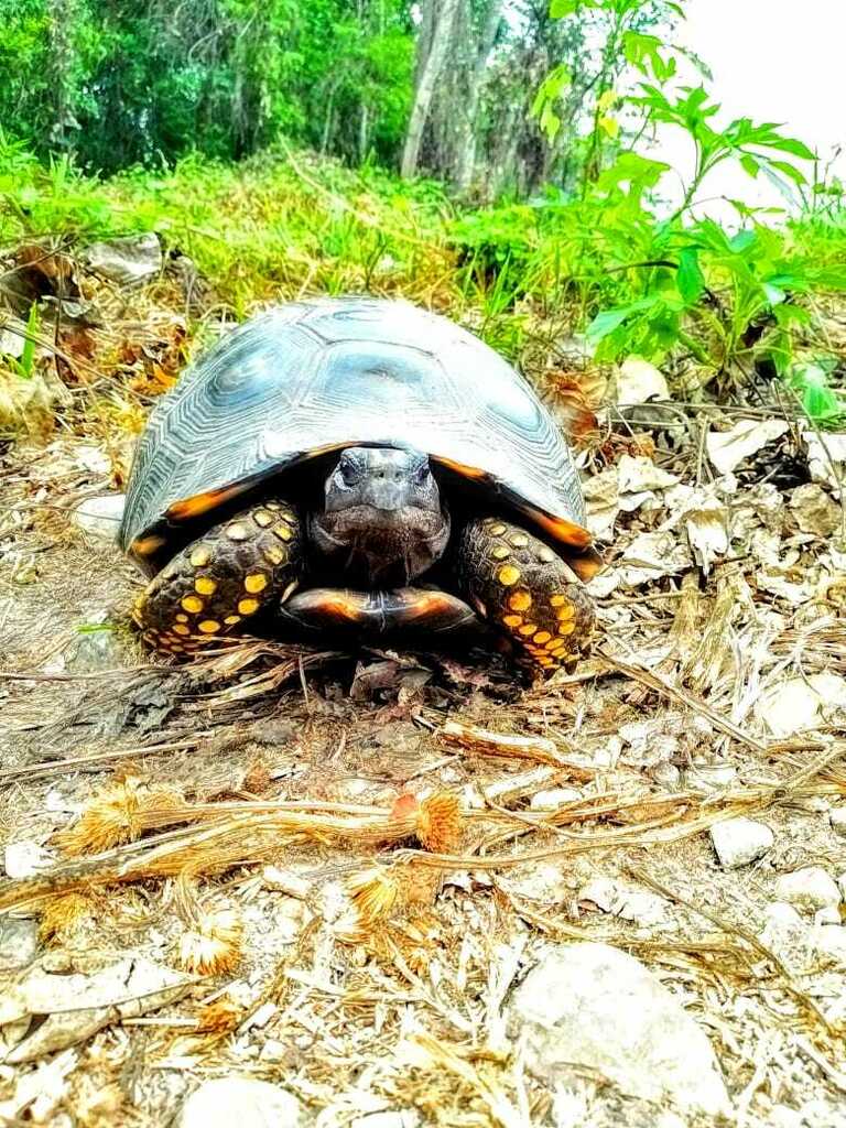 Brazilian Giant Tortoise in March 2023 by Palmeras La Carolina ...