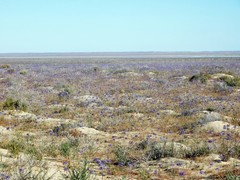 Triteleiopsis palmeri