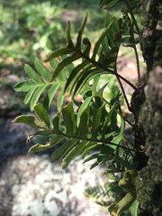 Pleopeltis michauxiana