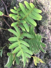Pleopeltis michauxiana