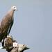 Gray-headed Fish-Eagle - Photo (c) metalquip, some rights reserved (CC BY-NC)