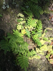 Pleopeltis michauxiana