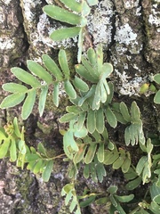 Pleopeltis michauxiana