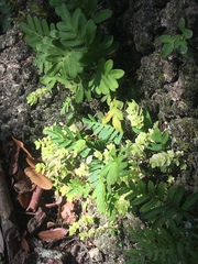 Pleopeltis michauxiana