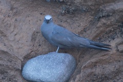 Anous stolidus galapagensis