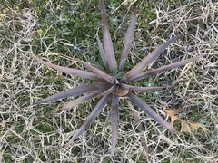 Yucca pallida