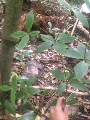 Pittosporum cornifolium