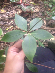Pittosporum cornifolium
