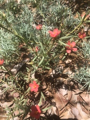 Portulaca kermesina
