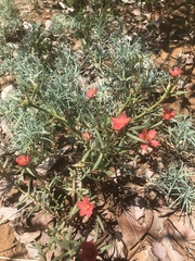 Portulaca kermesina