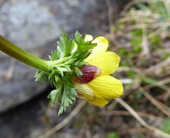 Adonis nepalensis