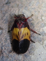 Sphenorhina brevispina