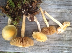 Cortinarius lewisii