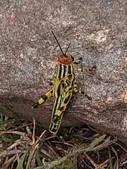 Zoniopoda tarsata