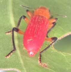 Aphelochroa sanguinalis