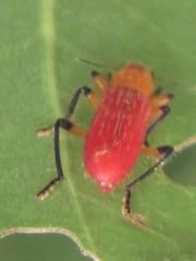 Aphelochroa sanguinalis