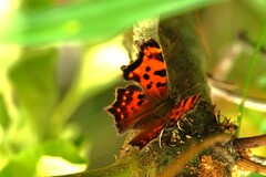Polygonia faunus image