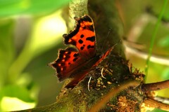 Polygonia faunus image