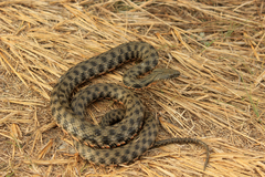Natrix tessellata