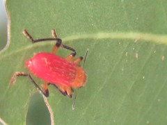 Aphelochroa sanguinalis