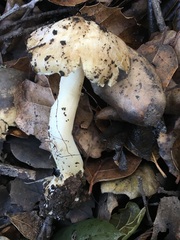 Inocybe albodisca