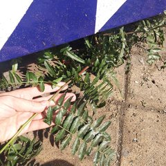 Schinus molle