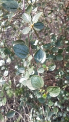 Ceanothus oliganthus