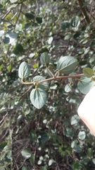 Ceanothus oliganthus