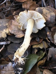 Inocybe albodisca