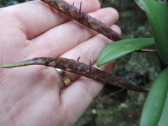 Bulbophyllum scaberulum scaberulum