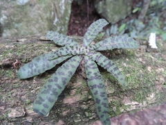 Stenoglottis fimbriata