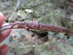 Bulbophyllum scaberulum scaberulum