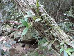 Bulbophyllum scaberulum scaberulum