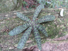 Stenoglottis fimbriata