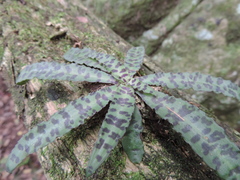 Stenoglottis fimbriata