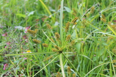 Cyperus hermaphroditus